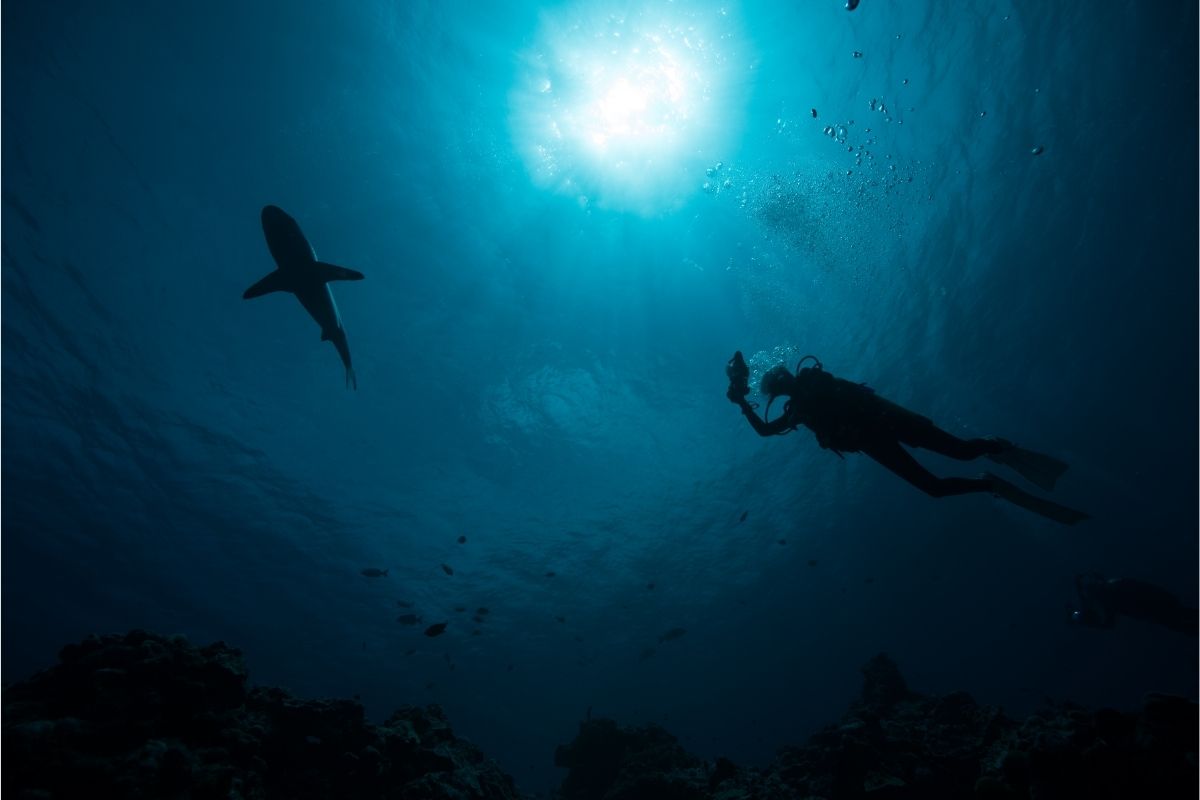 Best Shark Diving Bahamas (1)