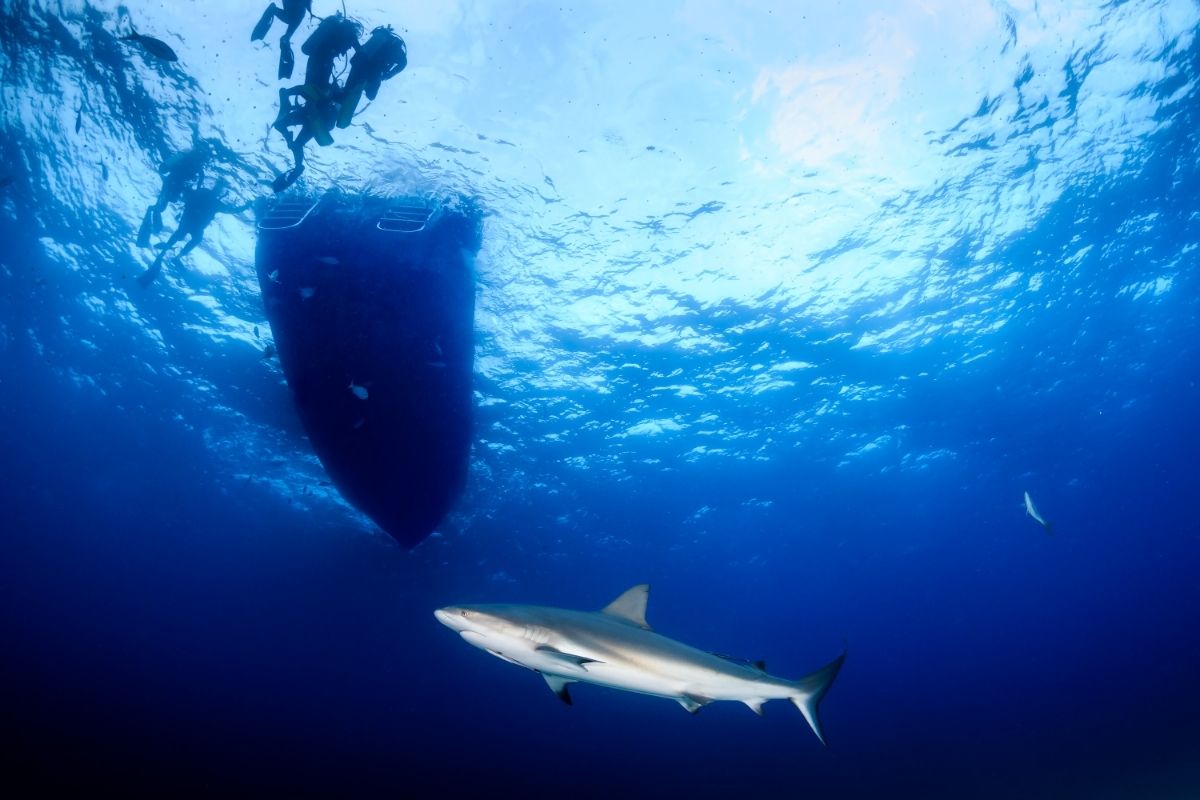 Best Shark Diving Cabo (1)