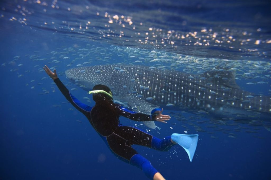 cancun whale shark scuba diving