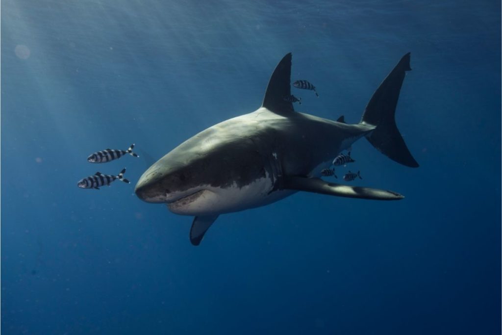 How Fast Can a Great White Shark Swim? Shark Diving Unlimited