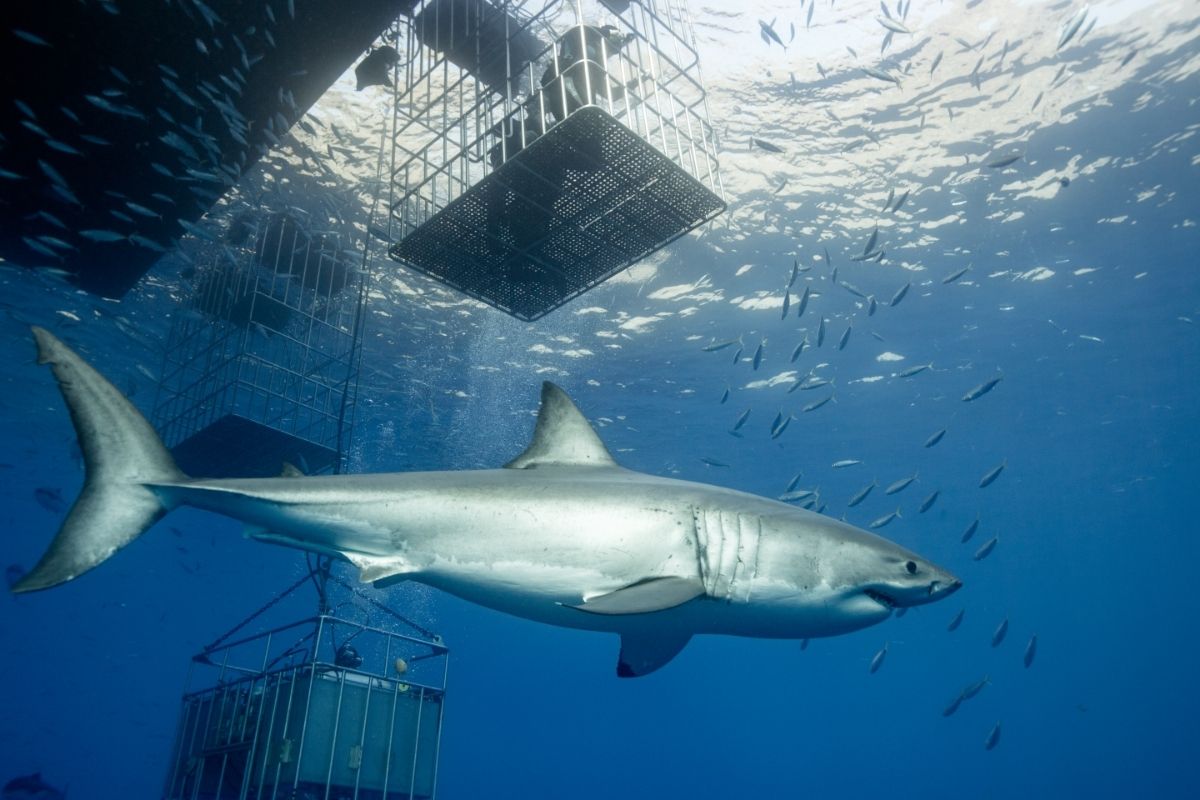 Shark Cage Diving Everything You Need to Know & FAQs