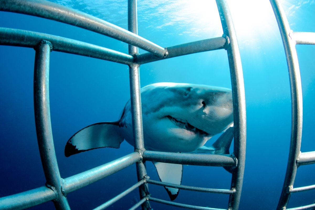 Shark Cage Diving in Oahu: 5 Best Tours + What to Expect