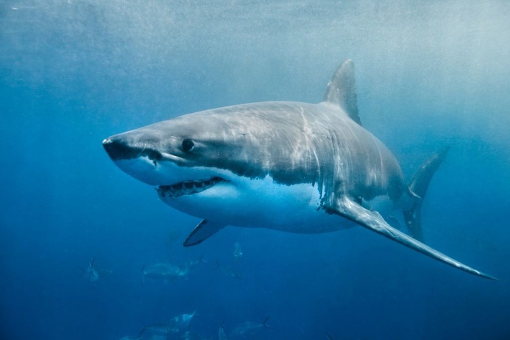 The Sharks of Florida Meet the Sharks Shark Diving Unlimited