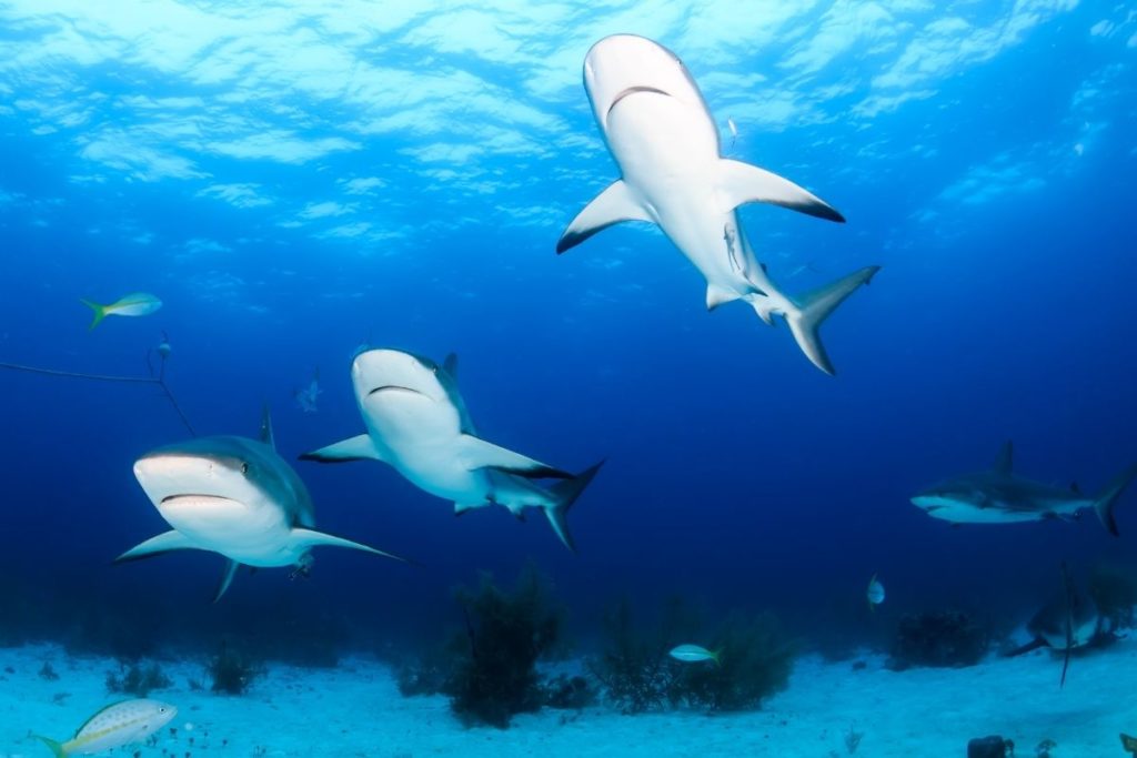 what-is-a-group-of-sharks-called-shark-diving-unlimited