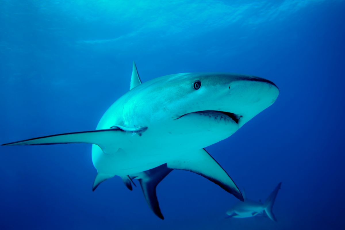 15 Types Of Endangered Sharks On Earth
