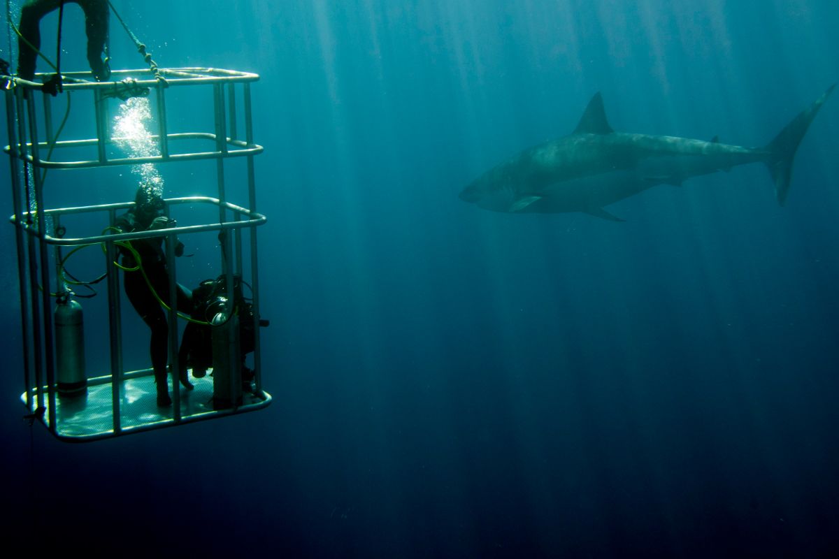 3 White Shark Cage Diving Tours In California