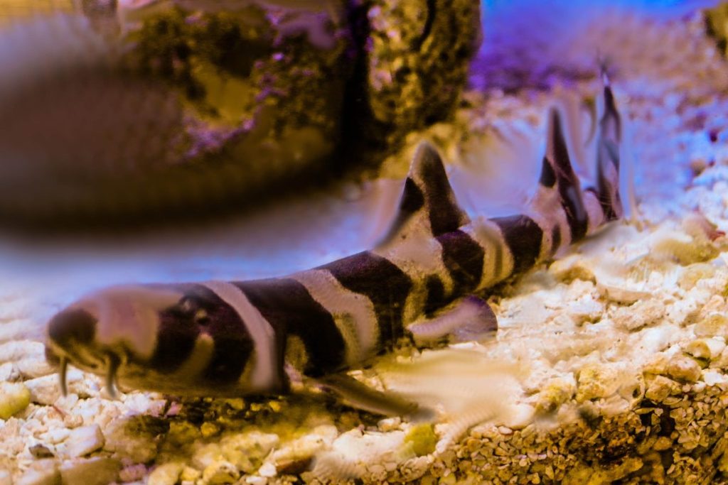 A Comprehensive Guide To Bamboo Sharks And Their Species 1024x683 