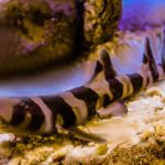 A Comprehensive Guide To Bamboo Sharks And Their Species
