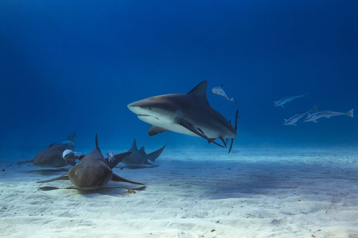 Are Bull Sharks Dangerous?
