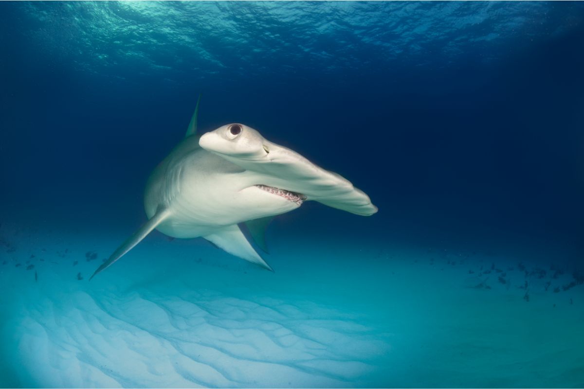 Are Hammerhead Sharks Classed As Endangered?
