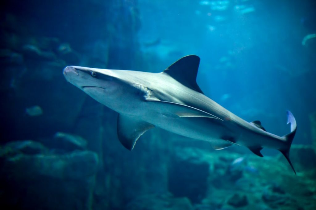 Are There Sharks In San Francisco Bay? - Shark Diving Unlimited