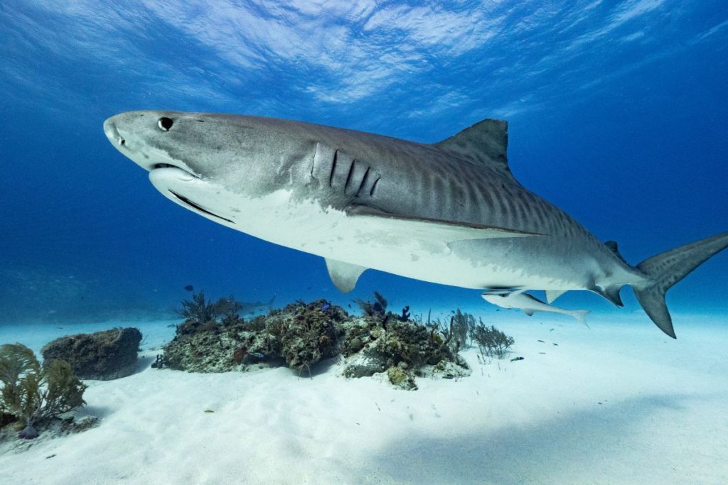 Are Tiger Sharks Aggressive? Do They Attack Humans?: A Complete Guide ...