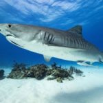 Are Tiger Sharks Aggressive? Do They Attack Humans?: A Complete Guide