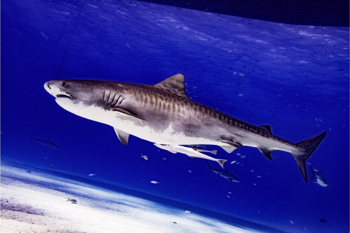 Are Tiger Sharks Aggressive Do They Attack Humans A Complete Guide
