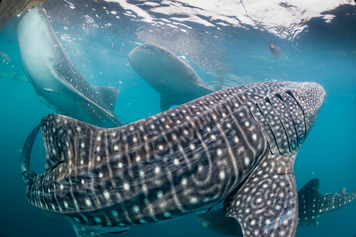 Are Whale Sharks Dangerous (1)