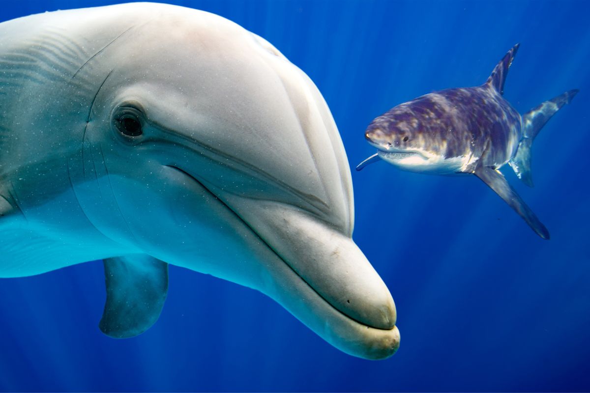 Can A Dolphin Kill A Shark?

