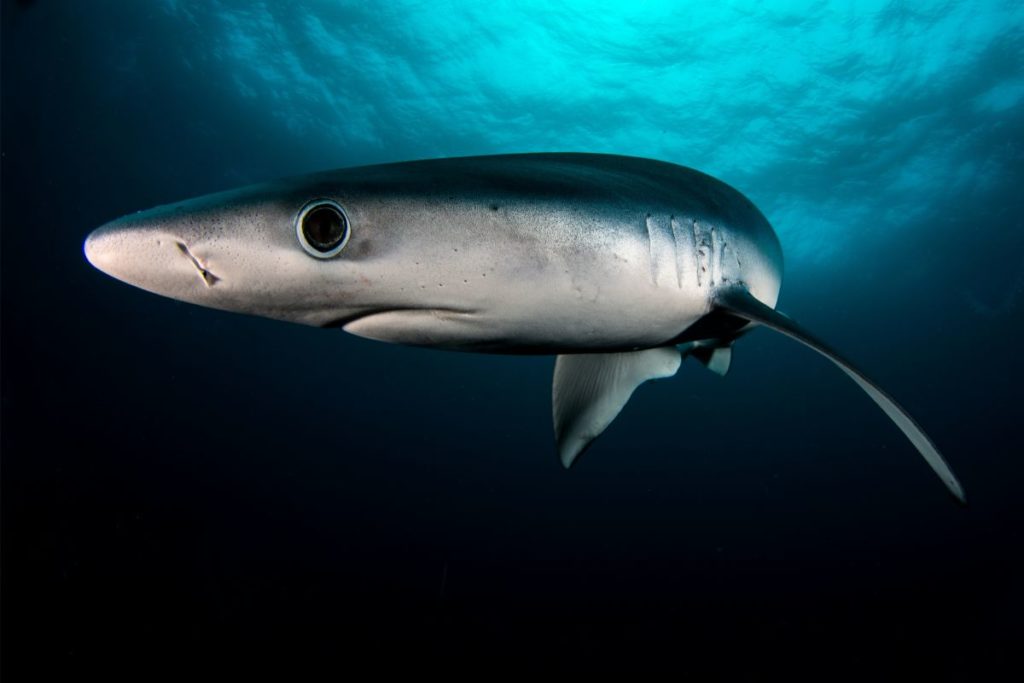 can-a-shark-close-its-eyes-shark-diving-unlimited