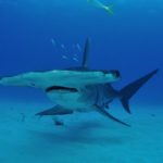 Can Hammerhead Sharks Be Aggressive? Will They Attack People?
