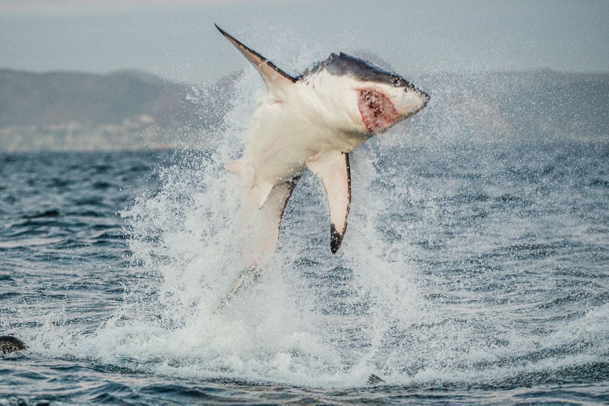 Can Sharks Jump Out Of Water?