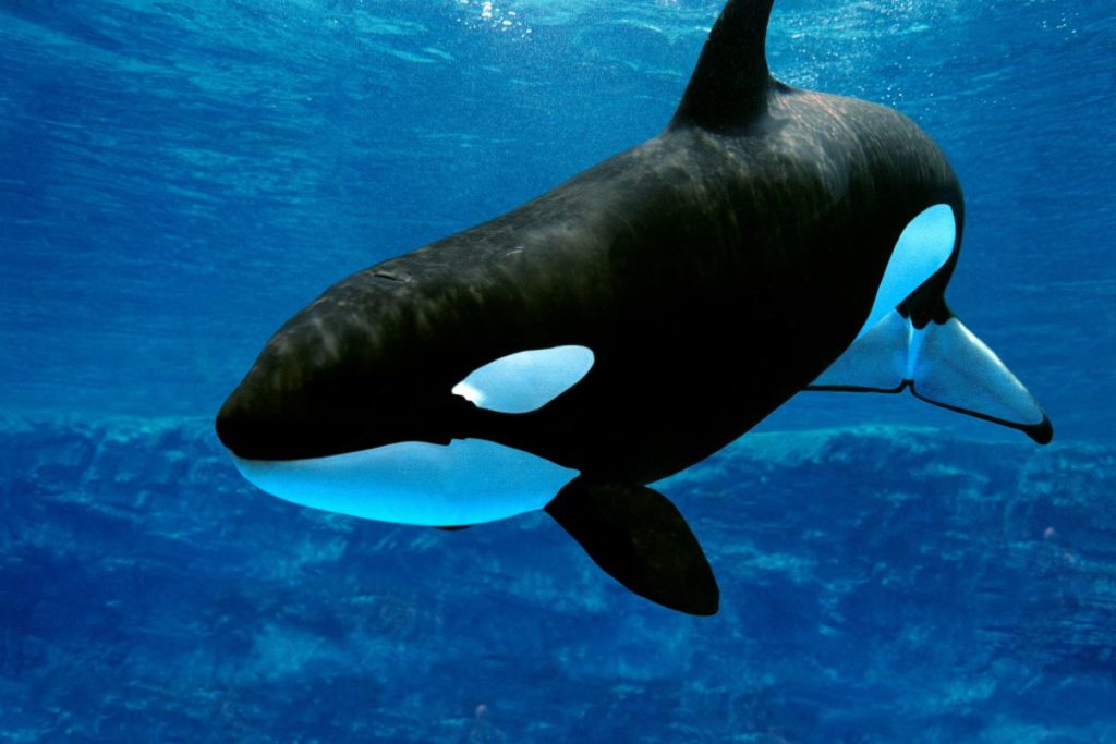 Do Killer Whales Eat Sharks? - Shark Diving Unlimited