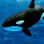 Do Killer Whales Eat Sharks?