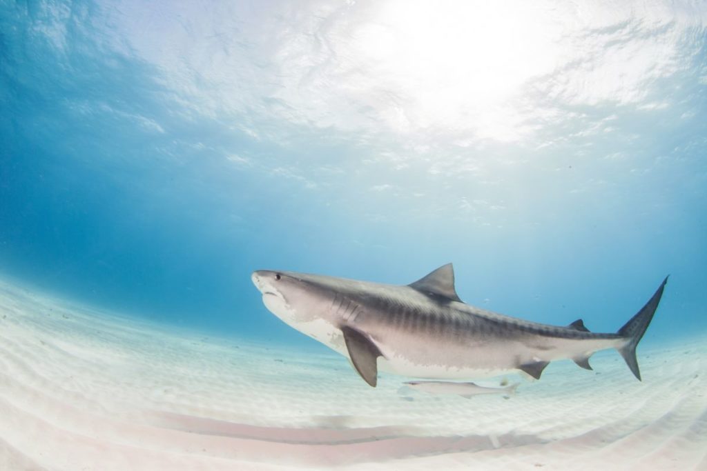 Do Sharks Have A Backbone? Everything You Need To Know - Shark Diving ...