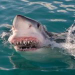 Do Sharks Have Tongues? The Answer May Surprise You