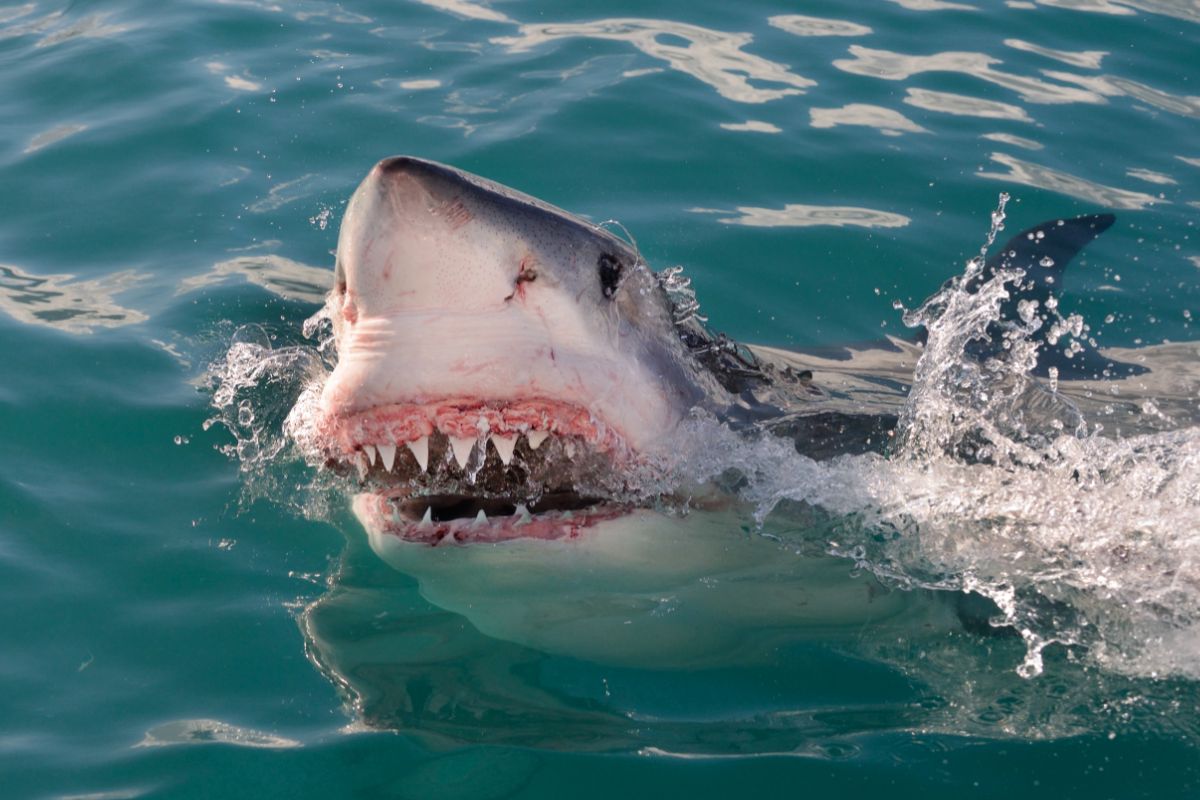 Do Sharks Have Tongues The Answer May Surprise You Shark Diving 