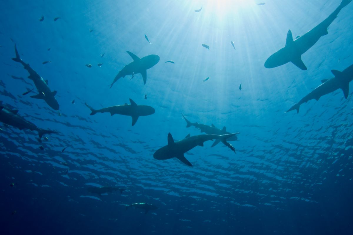 Do Sharks Need To Poop?