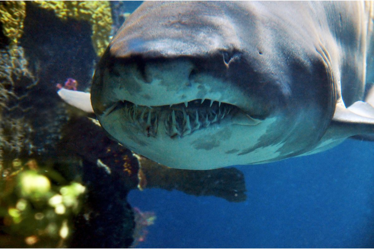 Fascinating Facts About The Most Scary Looking Shark - The Ragged Tooth Shark (1)