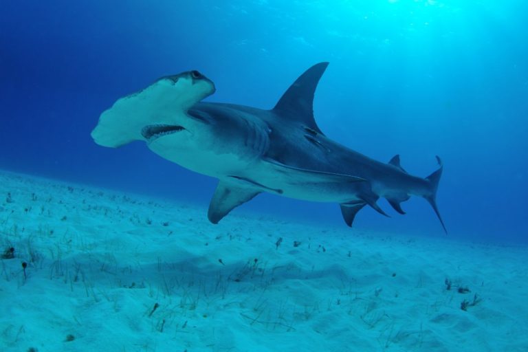 Can Hammerhead Sharks Be Aggressive? Will They Attack People? - Shark ...