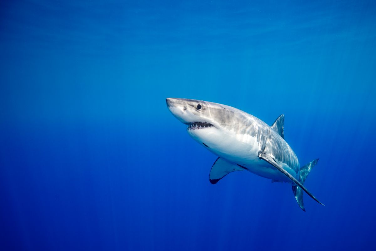 How Far Can A Great White See, And Does This Help Them While Migrating? 