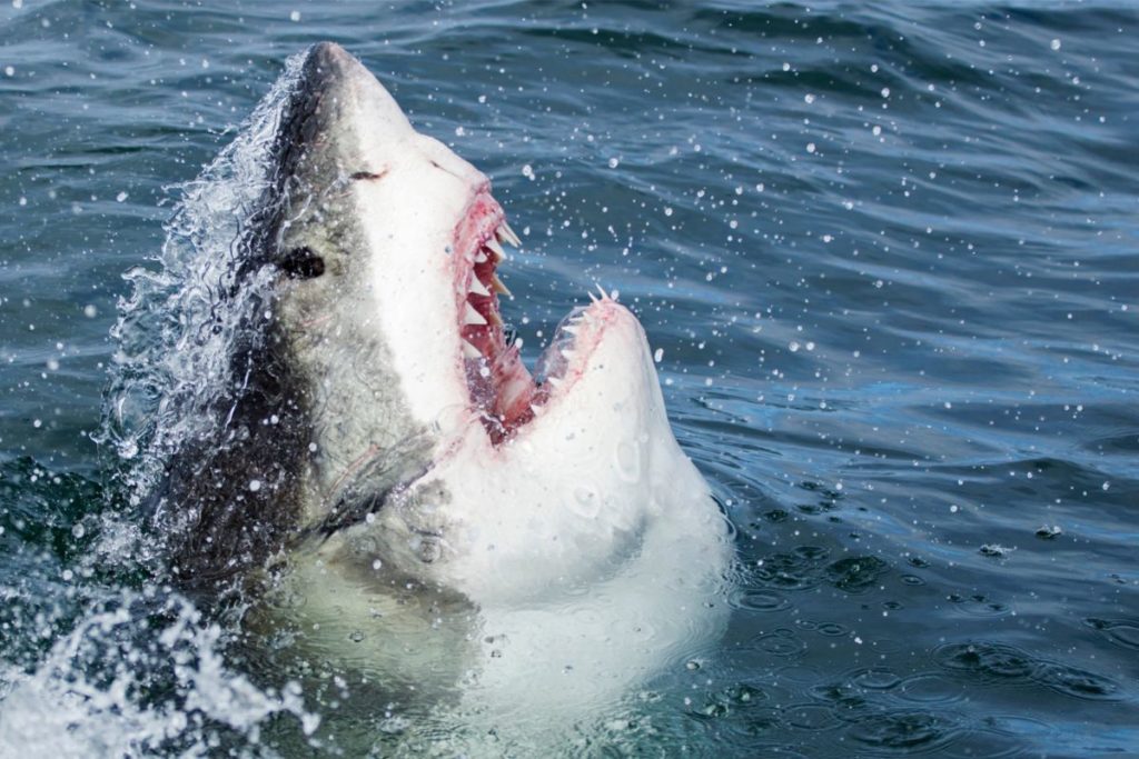 can-sharks-breathe-on-land-shark-diving-unlimited