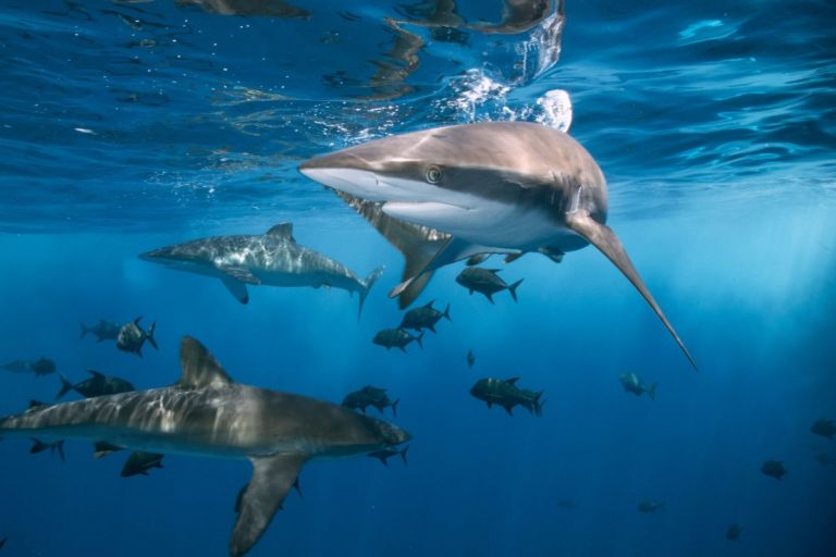 How Many Sharks Are There In The World? Shark Diving Unlimited