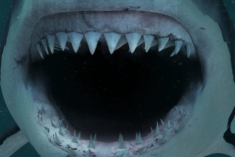 how-many-teeth-do-sharks-have-shark-diving-unlimited