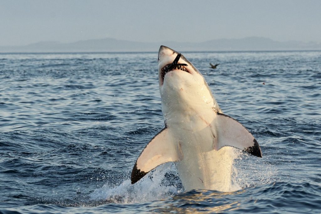 how-much-do-sharks-weigh-shark-diving-unlimited