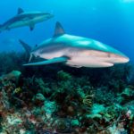 Shark Reproduction: How Many Offspring Do Sharks Have