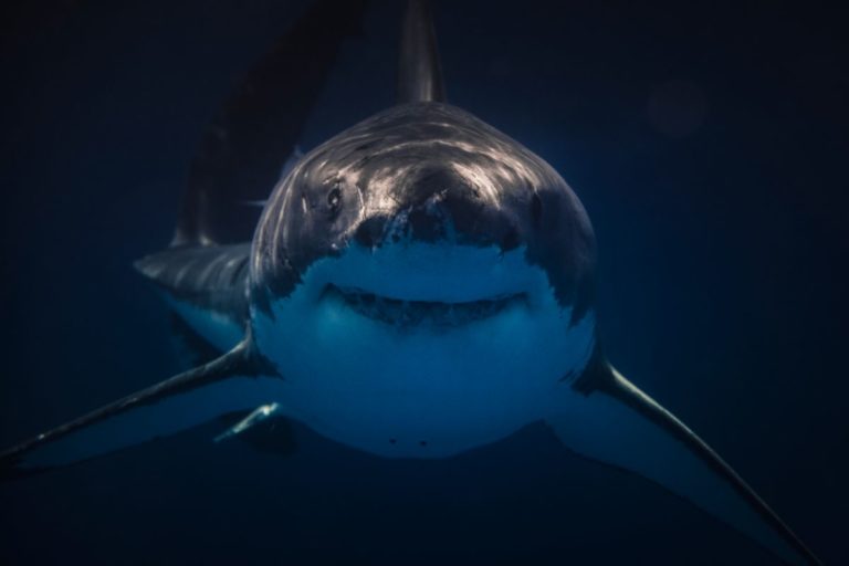 Sharks And Buoyancy: Why Don’t Sharks Sink? - Shark Diving Unlimited