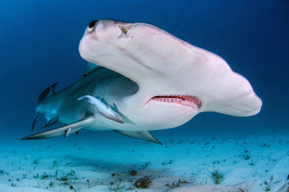 Sharks Of The Gulf Of Mexico
