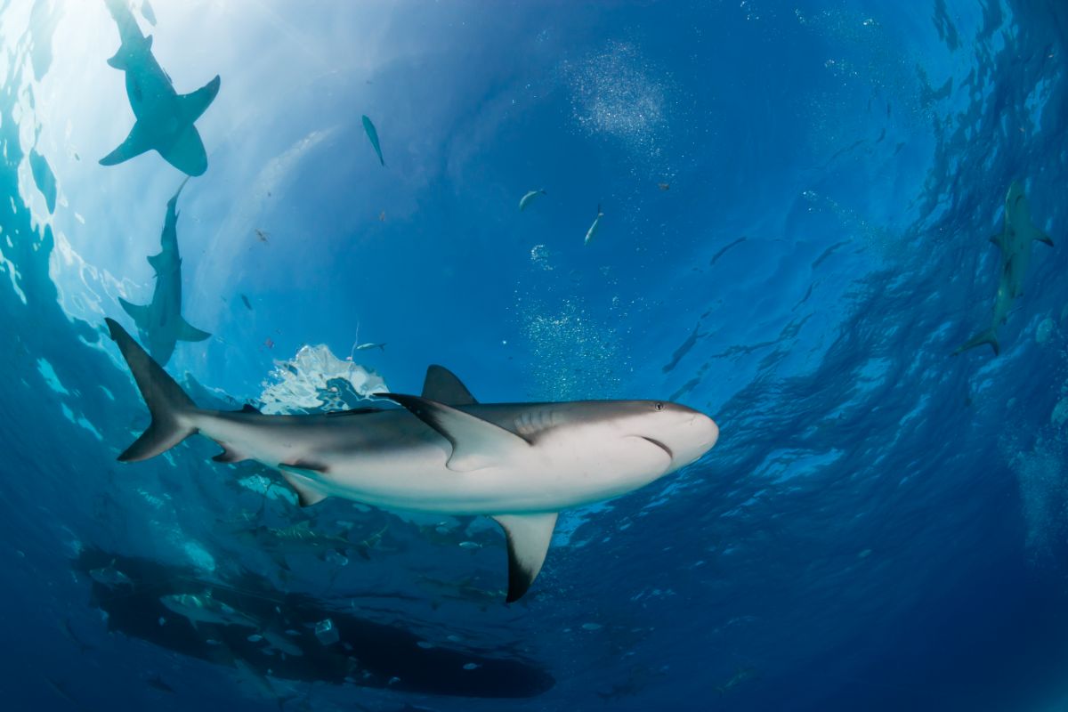 The 9 Best-Known & Iconic Shark Species