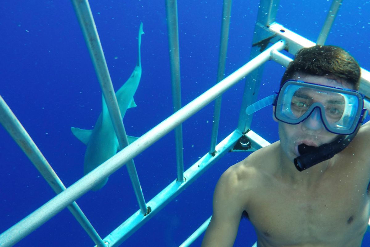 The Ultimate Guide To Shark Cage Diving In Florida