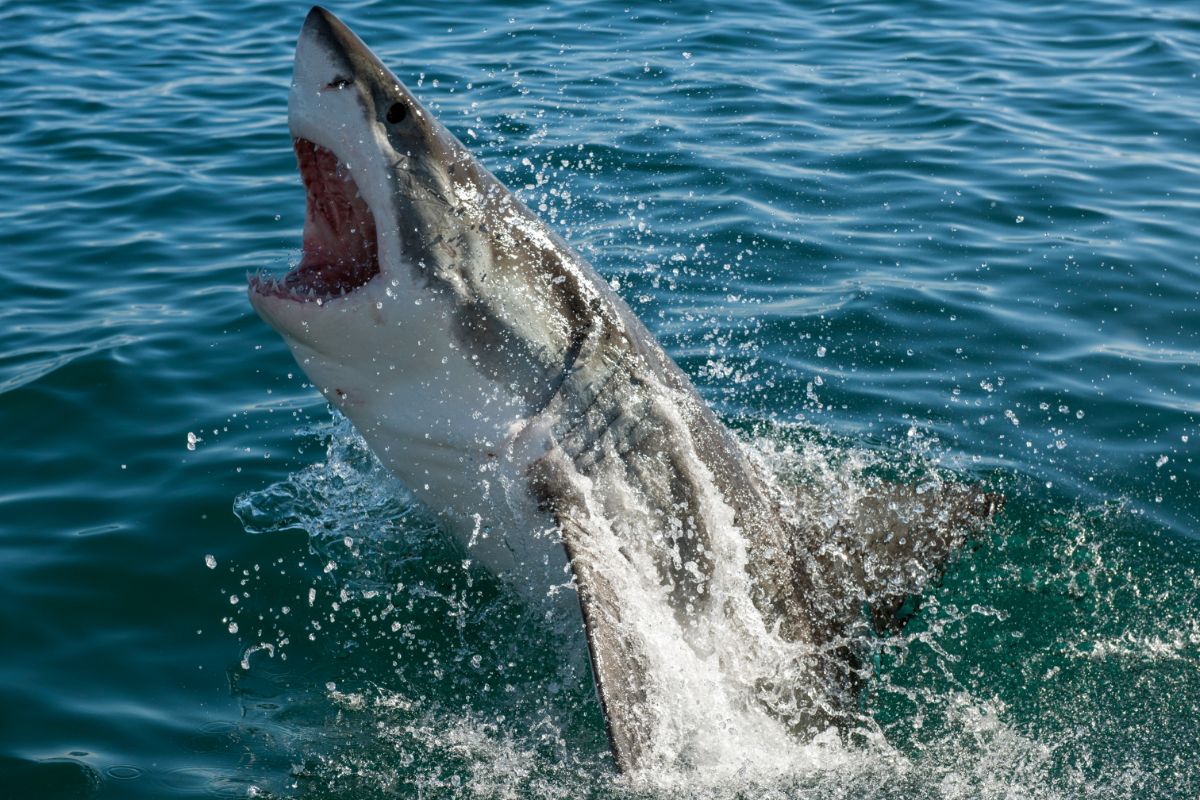 What Are Some Of The Most Common Types of Sharks?