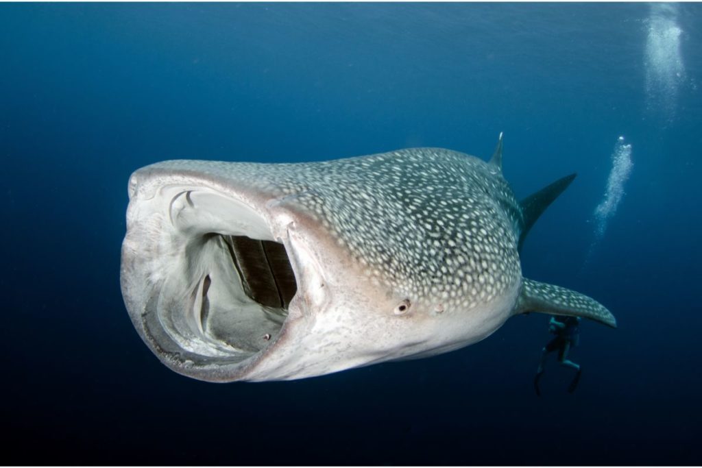 What Are Whale Shark Predators? - Shark Diving Unlimited