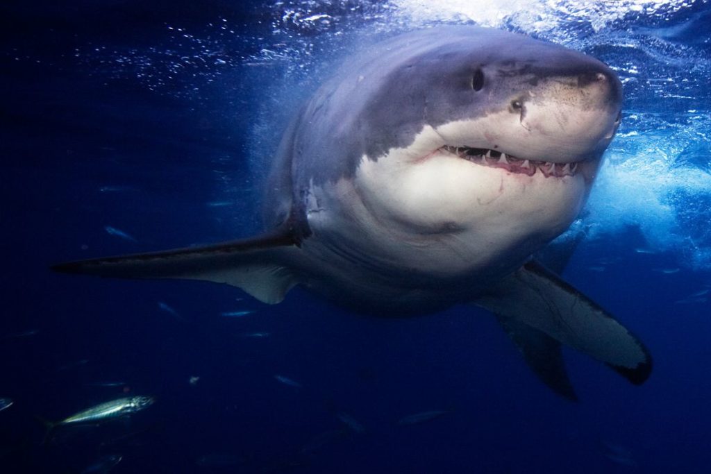 What Do Great White Sharks Eat? - Shark Diving Unlimited