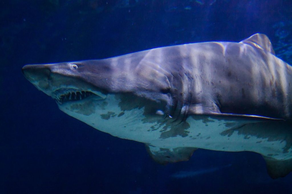 Are Megalodons Still Alive? Shark Diving Unlimited