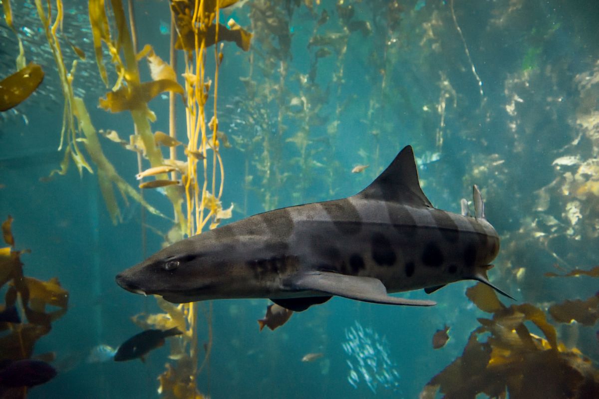 Are There Any Threats To Leopard Sharks?